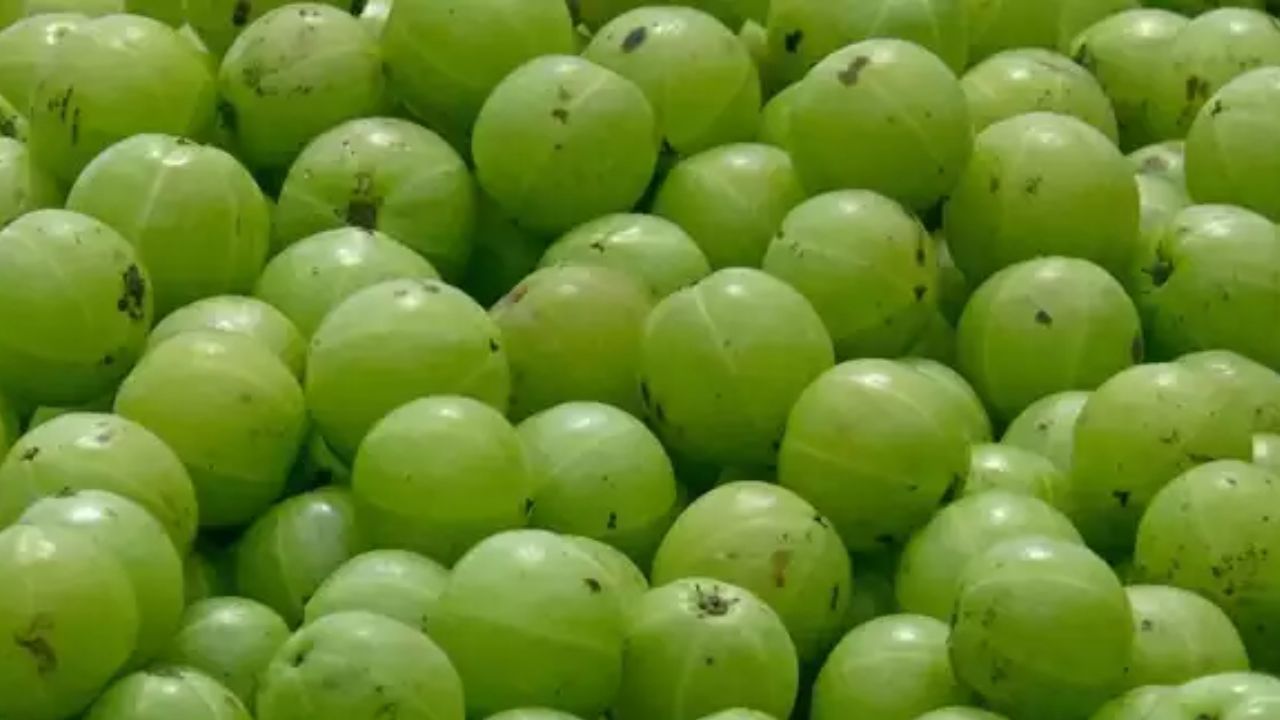 केसांना आवळा लावताना या ३ गोष्टी लक्षात ठेवा, अन्यथा पडु शकते टक्कल केसांना आवळा लावताना या ३ गोष्टी लक्षात ठेवा, अन्यथा पडु शकते टक्कल