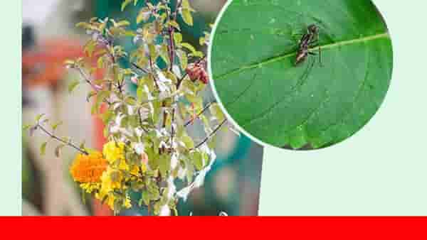 Astro tips: तुळशीच्या झाडातून अचानक मुंग्या बाहेर येऊ लागल्या आहेत का? जाणून घ्या याचा शास्त्रीय अर्थ