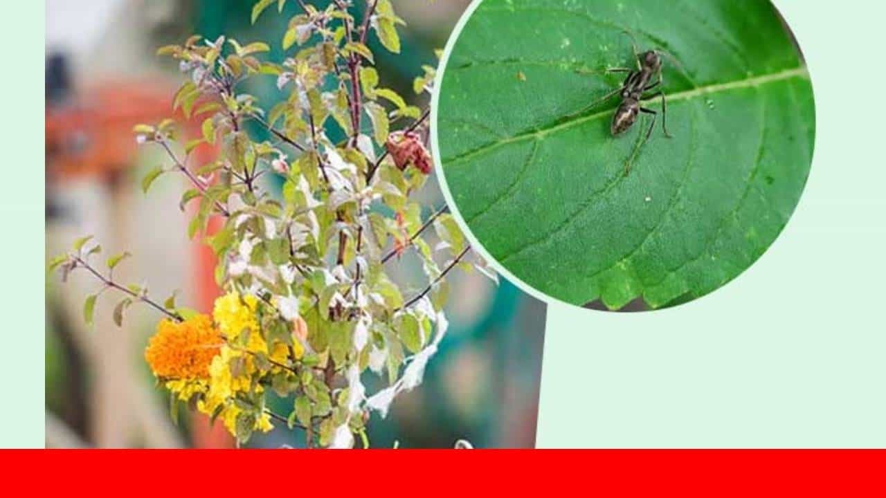 Astro tips: तुळशीच्या झाडातून अचानक मुंग्या बाहेर येऊ लागल्या आहेत का? जाणून घ्या याचा शास्त्रीय अर्थ