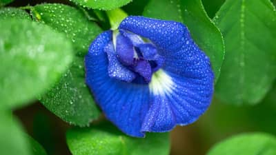 चमकदार त्वचेसाठी करा या फुलाचा वापर, पिंपल्सपासून होईल कायमची सुटका