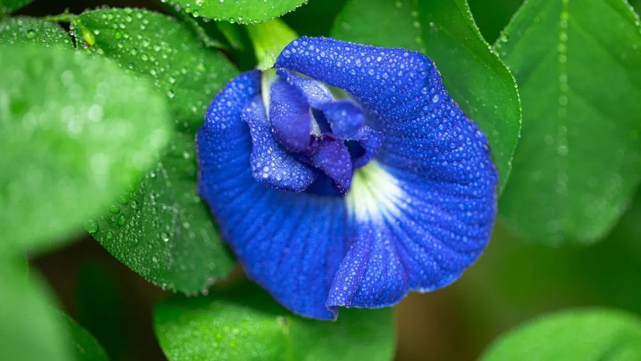 चमकदार त्वचेसाठी करा 'या' फुलाचा वापर, पिंपल्सपासून होईल कायमची सुटका चमकदार त्वचेसाठी करा 'या' फुलाचा वापर, पिंपल्सपासून होईल कायमची सुटका