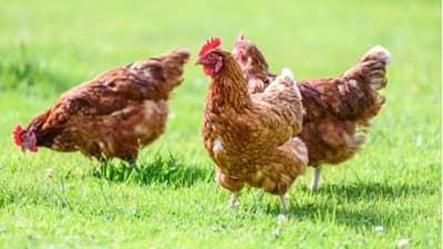 Bird flu: बर्ड फ्ल्यूचा धोका वाढला, कोंबड्यांचा अहवाल पॉझिटिव्ह, आता चिकन-अंडी करताना काय करावे?