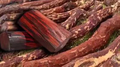 कंटेनरमध्ये लपवून घेत जात होतो  25 कोटींची अशी वस्तू, अखेर पोलिसांच्या सापळ्यात सापडला