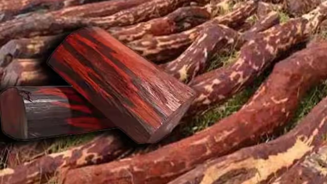 कंटेनरमध्ये लपवून घेत जात होतो 25 कोटींची अशी वस्तू, अखेर पोलिसांच्या सापळ्यात सापडला कंटेनरमध्ये लपवून घेत जात होतो 25 कोटींची अशी वस्तू, अखेर पोलिसांच्या सापळ्यात सापडला