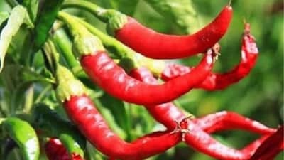 ही आहे जगातील सर्वात तिखट मिरची; जाणून घ्या तिखटपणा कसा मोजला जातो?
