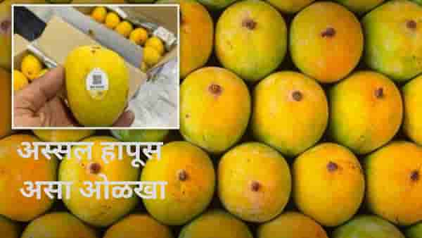 हापूस आंब्यातील फसवणूक टळणार, देवगड हापूसवर येणार बारकोड, मग असा ओळखा अस्सल आंबा