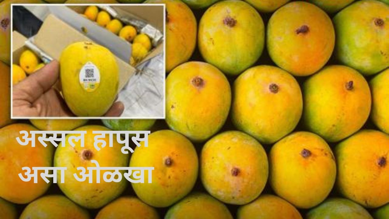 हापूस आंब्यातील फसवणूक टळणार, देवगड हापूसवर येणार बारकोड, मग असा ओळखा अस्सल आंबा