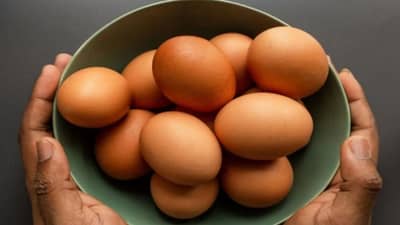 अंडी महागली, कोंबड्या मिळू लागल्या भाड्याने, सहा महिन्यांसाठी सेवा, भाडे असणार इतके