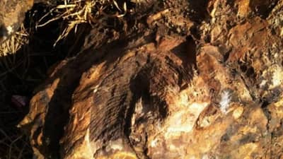 खुल जा सिम सिम! झारखंडमध्ये सापडला 14 कोटीं वर्षांपूर्वीचा खजिना; वैज्ञानिकांचा भांगडा, आता फायदाच फायदा