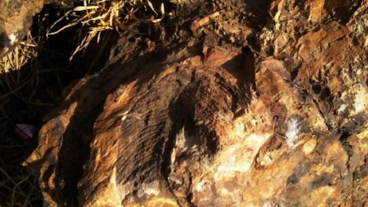 खुल जा सिम सिम! झारखंडमध्ये सापडला 14 कोटीं वर्षांपूर्वीचा 'खजिना'; वैज्ञानिकांचा भांगडा, आता फायदाच फायदा