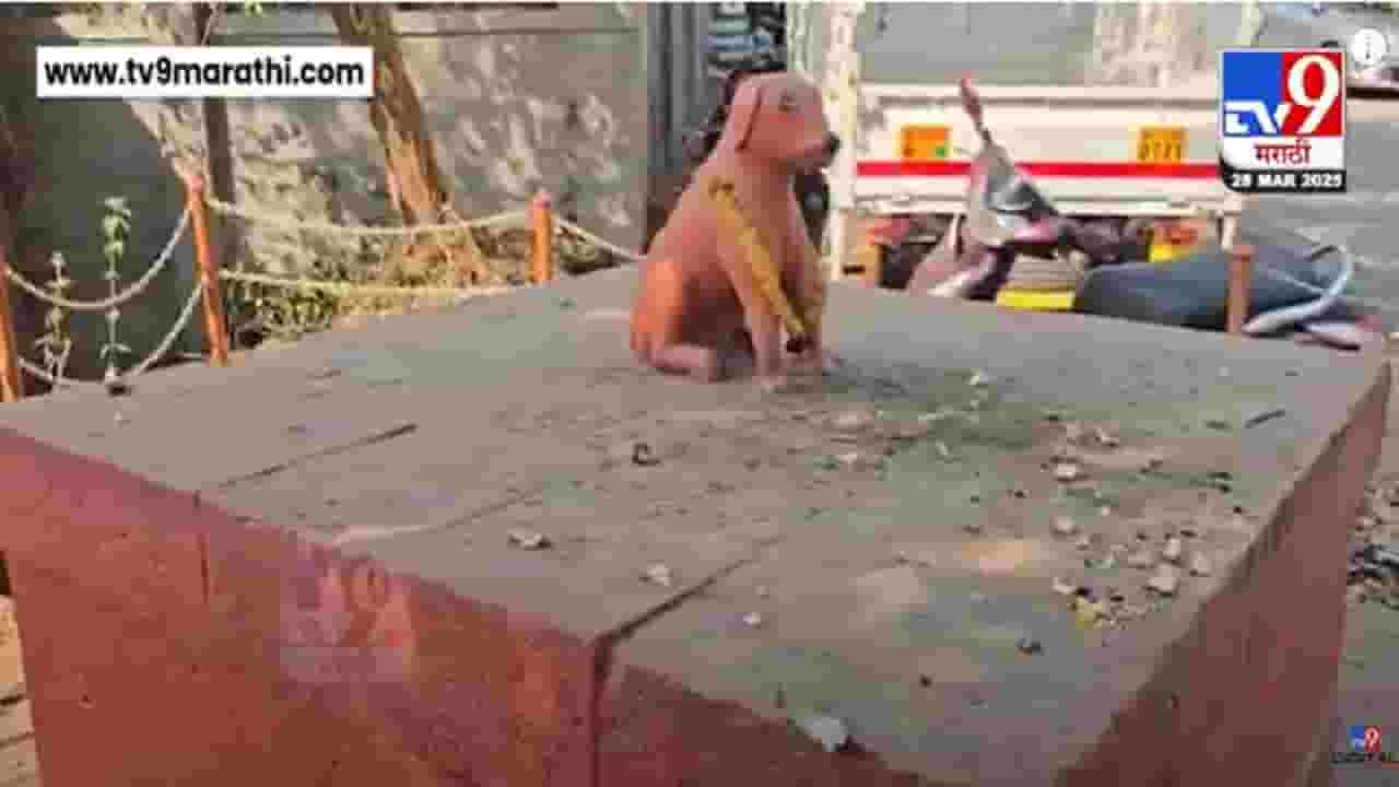 रायगडावरील 'वाघ्या'ची चर्चा असताना छत्रपती शाहूंच्या प्रिय खंड्या श्वानाचीही होतेय चर्चा