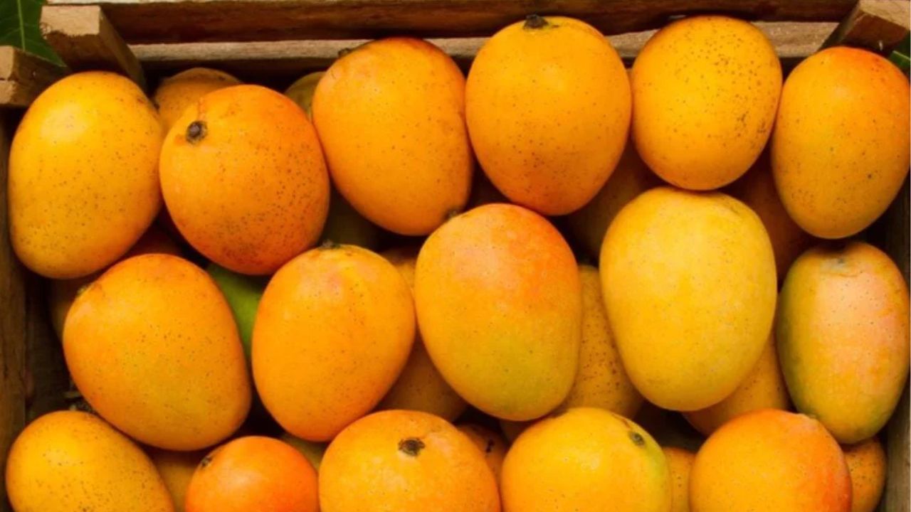 गुढीपाडव्याच्या मुहूर्तावर हापूस आंब्याची यूरोप, अमेरिका स्वारी, 50 हजार पेट्यांची मुंबईतून निर्यात गुढीपाडव्याच्या मुहूर्तावर हापूस आंब्याची यूरोप, अमेरिका स्वारी, 50 हजार पेट्यांची मुंबईतून निर्यात