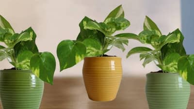 घरात मनी प्लांट लावूनही तुम्हाला फायदे होत नाहीये, तर ही चुक ठरू शकते कारणीभूत
