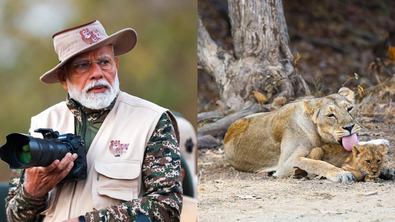 जगाला भारताचा हेवा : PM MODI यांची गिर अभयारण्याला भेट, घेतला जंगल सफारीचा अनुभव