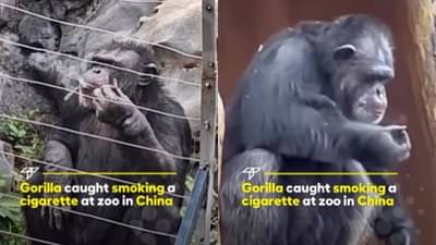 हर फिक्र को धुएं मे...प्राणी ऐटीत बसून सिगारेट ओढत होता, रिल्स पाहून नेटकरी हैराण