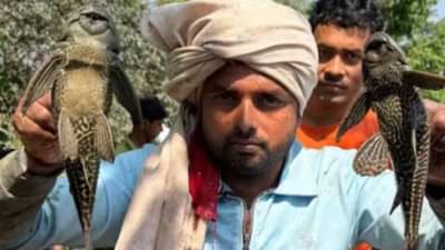 15 हजार किलोमीटरवरील मासे नदीत सापडले, शेतकऱ्यांना फुटला घाम, कारण ?