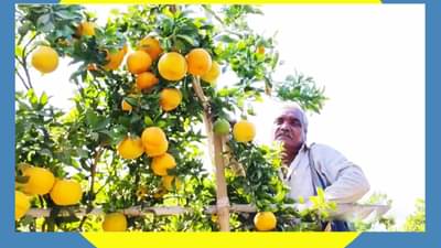 कमी पाण्यात रसरशीत फळं, कोरडवाहू पट्ट्यात फुलवला संत्रा माळ, मिळाले लाखोंचे उत्पन्न