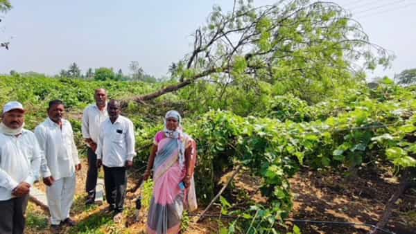 सांगली जिल्ह्यात झालेल्या वादळीवाऱ्यासह अवकाळी पावसामुळे शेतीचा मोठ्या प्रमाणात नुकसान झाले आहे. सर्वाधिक फटका हा द्राक्षबाग शेतीला बसलेला आहे. जत तालुक्यामध्ये वादळ वाऱ्यासह पडलेल्या अवकाळी पावसाने द्राक्षबाग शेतीचा मोठा नुकसान झाले आहे. अनेक ठिकाणी वादळी वाऱ्यामुळे द्राक्ष बागा जमीनदोस्त झाले आहेत.