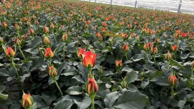 गुलाबाची शेती करा, खजिन्याचं द्वार खोला, कमी पैशात घसघशीत उत्पन्न