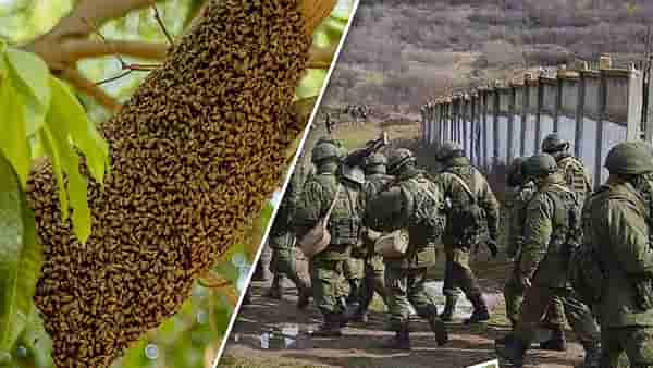 Russian-Ukrain War : बॉम्ब, ग्रेनेड नाही, हे युक्रेनी किडे बलाढ्य रशियन सैन्यावर पडले भारी