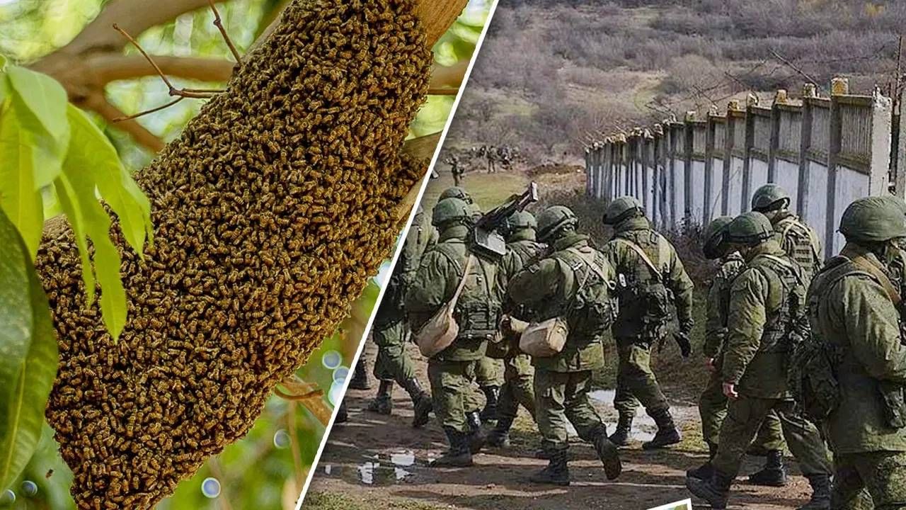 Russian-Ukrain War : बॉम्ब, ग्रेनेड नाही, हे युक्रेनी किडे बलाढ्य रशियन सैन्यावर पडले भारी