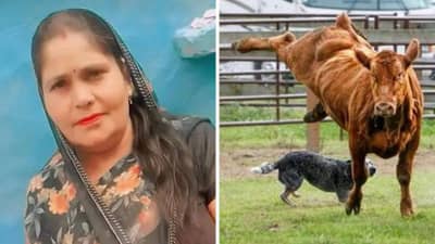 गायीला कुत्रा चावला, त्याच गायीच दूध प्याल्यानंतर महिलेचा मृत्यू, तपासात काय समोर आलं?