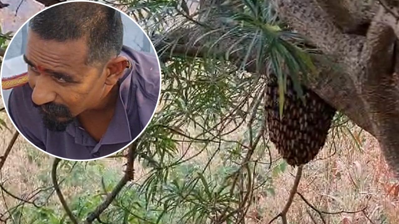 सलग दुसऱ्या दिवशी शिवनेरी गडावर मधमाशांचा हल्ला, 15 ते 20 जण जखमी