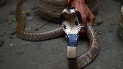 साप जमिनीतील खजिन्याचे रक्षण करतात का? इतके दिवस साप कसे जगतात? सत्य जाणून घ्या