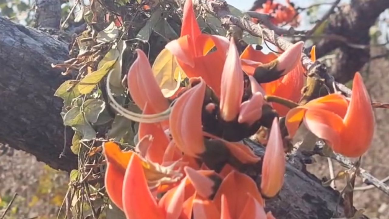 शिशिराची थंडी ओसरायला लागली, पानगळीने उघडी पडलेली वृक्षराजी नव्या पालवीचे लेणे अंगावर मिरवायला लागली की वसंताची चाहुल लागते. या वसंतात फक्त रंगांची उधळण, निसर्गाचा रंगोत्सव सुरू होतो. 