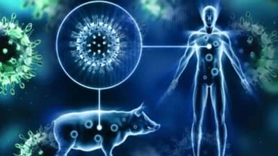 H1N1: देशात पुन्हा स्वाईन फ्लूचा धोका, 516 जणांना संक्रमण, 6 रुग्णांचा मृत्यू