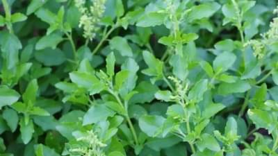 तुळशीची पाने पोटाची चरबी कमी करण्यासाठी रामबाण, फक्त या प्रकारे वापरा