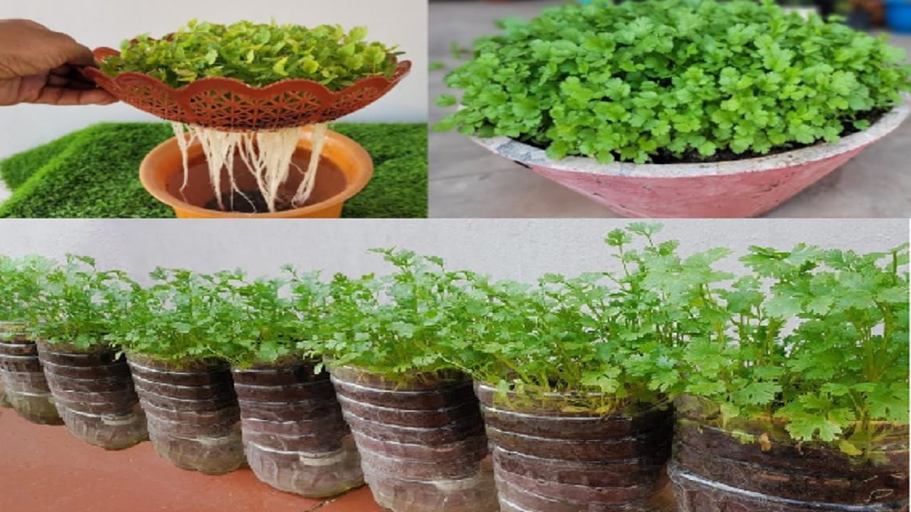 पैसे खर्च करण्यापेक्षा आता घरी छोट्याशा कुंडीतच हिरवीगार कोथिंबीर कशी पिकवाल? तेही झटपट पैसे खर्च करण्यापेक्षा आता घरी छोट्याशा कुंडीतच हिरवीगार कोथिंबीर कशी पिकवाल? तेही झटपट