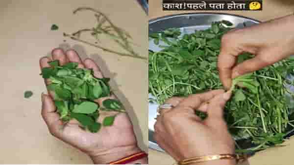 ताईंनी सांगितली 5 ते 10 मिनिटांत मेथीची भाजी निवडण्याची भन्नाट ट्रीक; VIDEO पाहून थक्क व्हाल