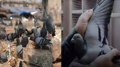 फक्त बिडी-सिगारेट नव्हे तर, तुमच्या बाल्कनीत कबुतरही ठरू शकतात धोकादायक; जाणून घ्या कारण