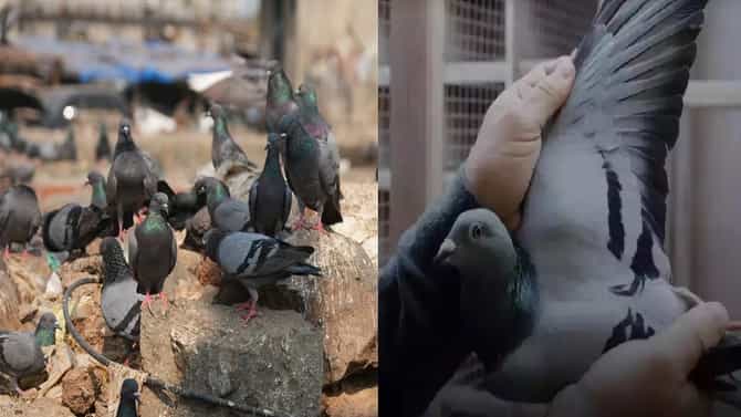 फक्त बिडी-सिगारेट नव्हे तर, तुमच्या बाल्कनीत कबुतरही ठरू शकतात धोकादायक; जाणून घ्या कारण