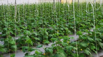 भाजीपाला शेतीमुळे शेतकऱ्याचे नशीब चमकले! नेमकं काय केलं? जाणून घ्या