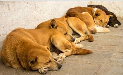 माणसांच्या मित्राला माणसाचा आजार जडला, कुत्रे बनले मधुमेहाची शिकार