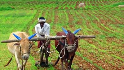 शेतकऱ्यांसाठी मोठी बातमी! कर्जमाफीची प्रतिक्षा लवकरच संपणार, भाजप आमदाराचे विधान