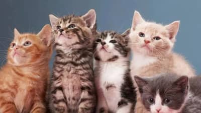 शेजारील राज्यात जीवघेण्या विषाणूचा कहर, शेकडो मांजरे दगावली, लक्षण आणि उपाय काय?