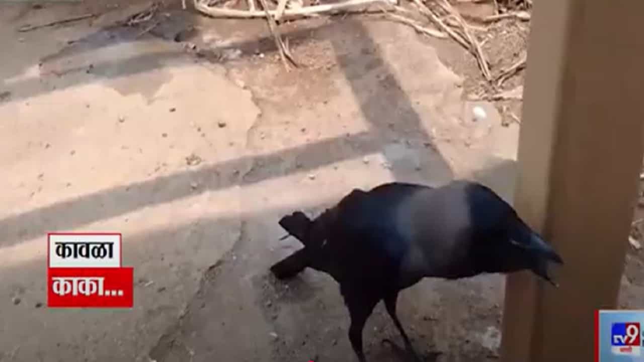 Talking Crow Video : 'काका आहे का गं?' बोलणाऱ्या कावळ्याची एकच धूम, बघा माणसाळलेला कावळा tv9 मराठीवर...