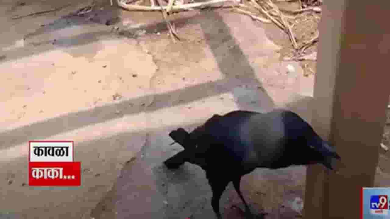 Talking Crow Video : 'काका आहे का गं?' बोलणाऱ्या कावळ्याची एकच धूम, बघा माणसाळलेला कावळा tv9 मराठीवर...