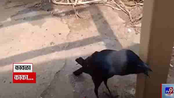 Talking Crow Video : ‘काका आहे का गं?’ बोलणाऱ्या कावळ्याची एकच धूम, बघा माणसाळलेला कावळा tv9 मराठीवर…