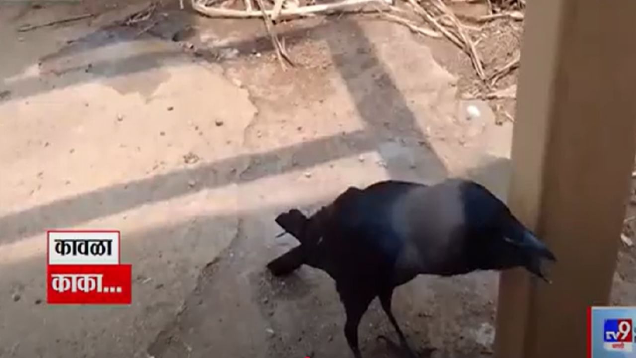 Talking Crow Video : 'काका आहे का गं?' बोलणाऱ्या कावळ्याची एकच धूम, बघा माणसाळलेला कावळा tv9 मराठीवर... Talking Crow Video : 'काका आहे का गं?' बोलणाऱ्या कावळ्याची एकच धूम, बघा माणसाळलेला कावळा tv9 मराठीवर...