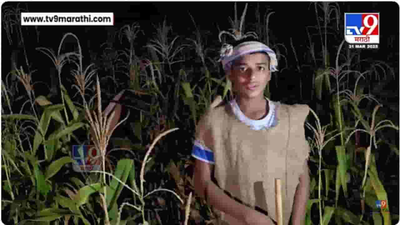 घरात वडील आजारी अन् काढणीला आलेलं पीक; चिमुकला करतोय शेताची राखण