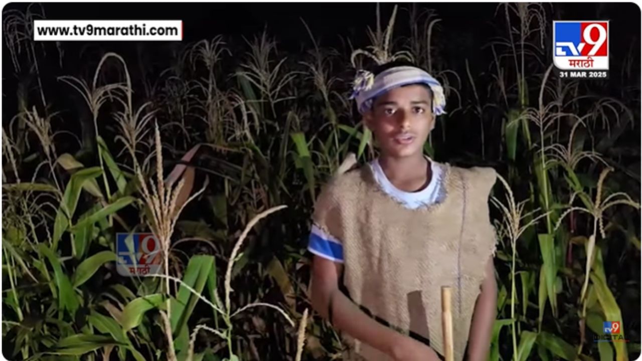 घरात वडील आजारी अन् काढणीला आलेलं पीक; चिमुकला करतोय शेताची राखण