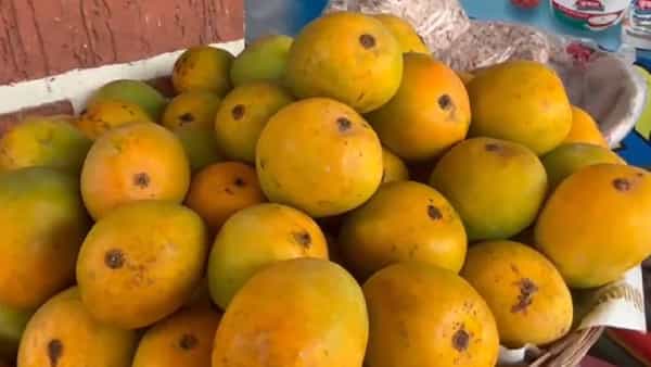 आज येईल, उद्या येईल म्हणून ज्याची अतूरतेने वाट पाहिली जाते तो फळांचा राजा हापूस आंबा डेरेदाखल आला आहे. सिंधुदुर्गाच्या बाजारपेठेत हापूस आला असून ग्राहकांनी हापूस खरेदीसाठी एकच गलका केला आहे.