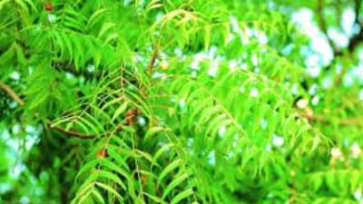 neem leaves benefits: सकाळी रिकाम्या पोटी या हिरव्या पाल्याचे सेवन आरोग्यासाठी ठरते फायदेशीर....