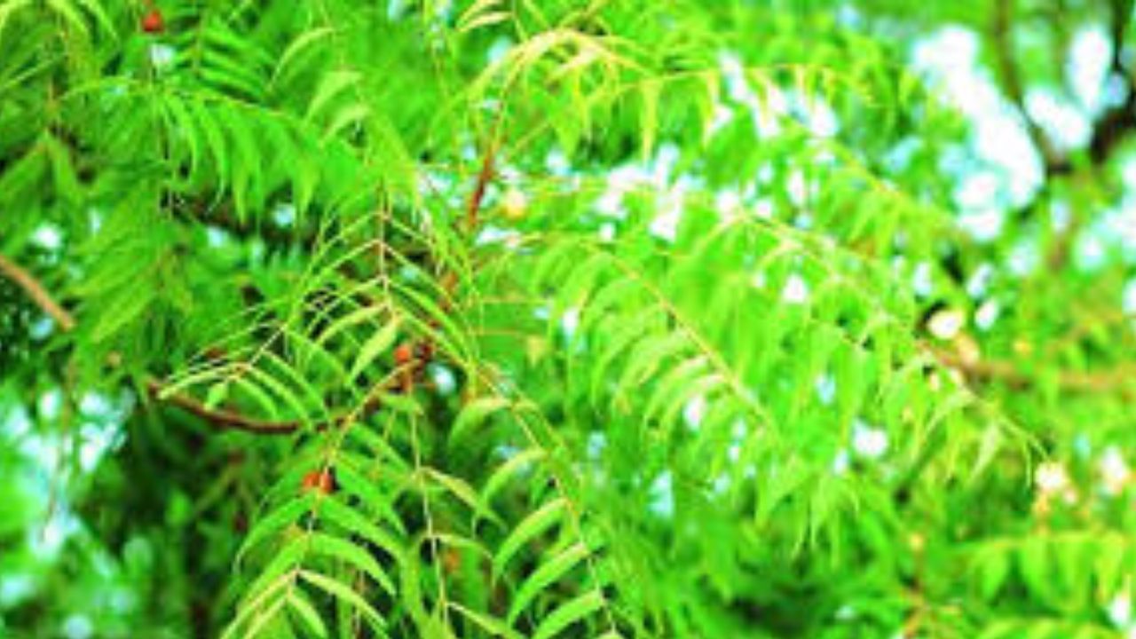 neem leaves benefits: सकाळी रिकाम्या पोटी 'या' हिरव्या पाल्याचे सेवन आरोग्यासाठी ठरते फायदेशीर.... neem leaves benefits: सकाळी रिकाम्या पोटी 'या' हिरव्या पाल्याचे सेवन आरोग्यासाठी ठरते फायदेशीर....