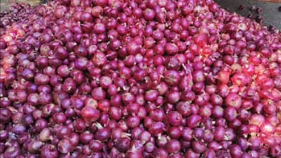 शेतकऱ्यांवर संकट, कांद्याच्या दरात मोठी घसरण, निर्यात पूर्णपणे ठप्प
