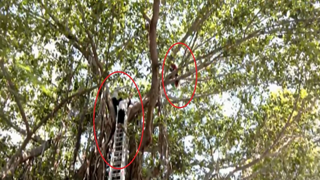 व्यक्ती झाडाच्या टोकावर असल्यामुळे धक्कादायक घटना घडू शकते अशी देखील भीती सध्या वर्तवण्यात येत आहे. पोलिसांचा मोठा बंदोबस्त घटना स्थळी दाखल झाला आहे.